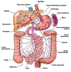 El Sistema Digestivo