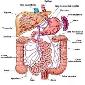 El Sistema Digestivo